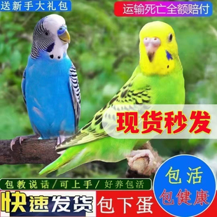 鹦鹉活鸟宠物鸟虎皮云斑手养小鸟会说话的鸟幼鸟亲人大头笼养成都