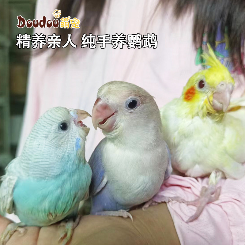 特色精品亲人手养虎皮玄凤桃面牡丹鹦鹉会说话活体鸟宠物小鸟雏鸟