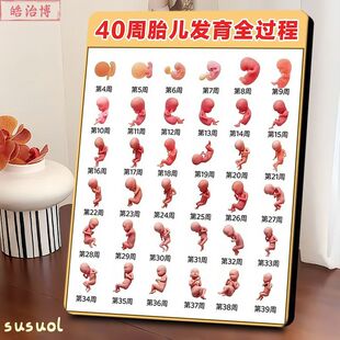 40周胎儿发育全过程相框孕产知识孕产参考母婴店桌面装饰实用摆件