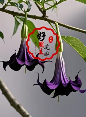新品种重瓣多年生木本曼陀罗花小苗阳台紫色盆栽庭院四季开花好苗