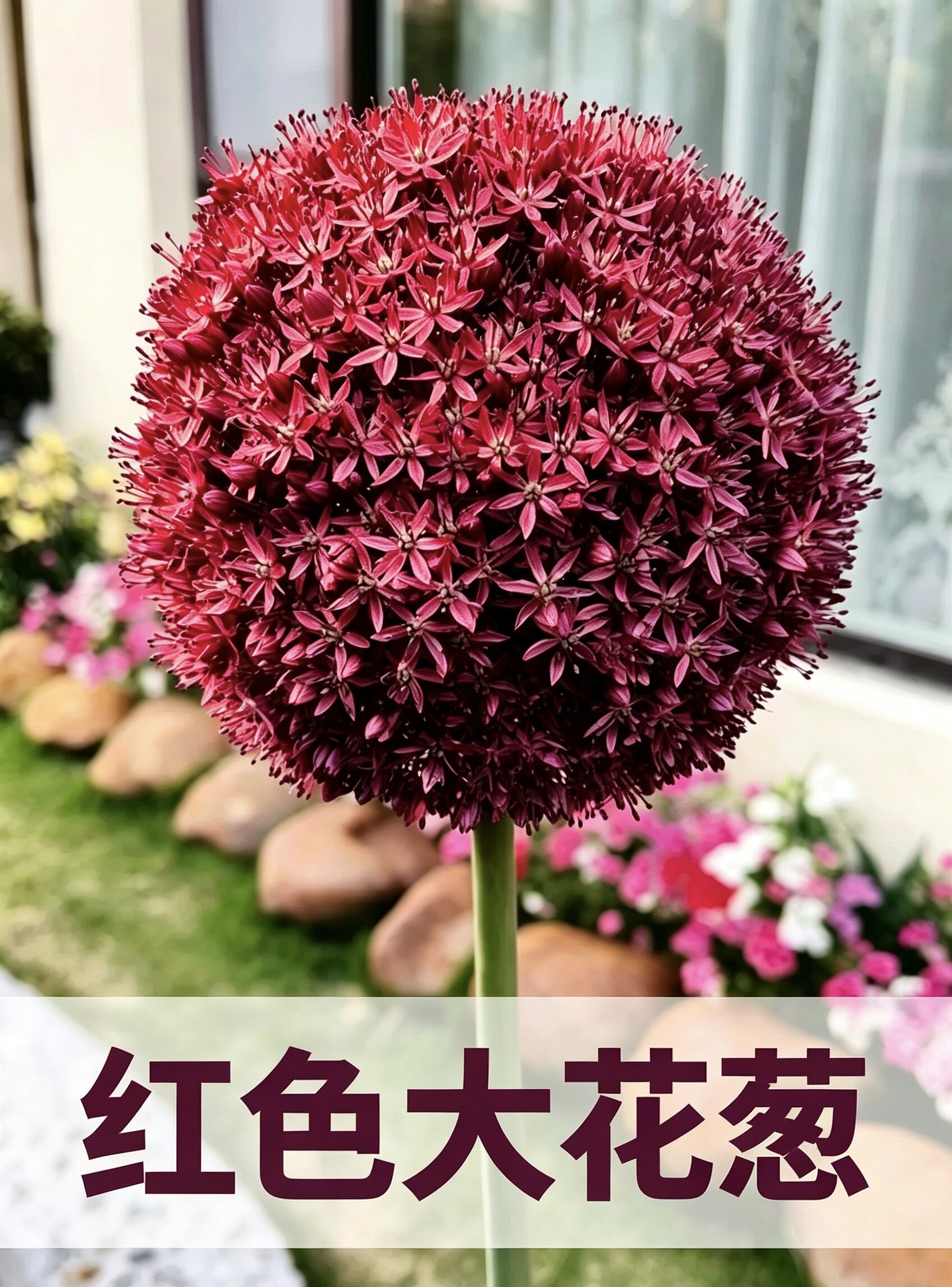 荷兰进口大花葱种球 多年生球根花卉 盆栽地栽庭院耐寒易活四季