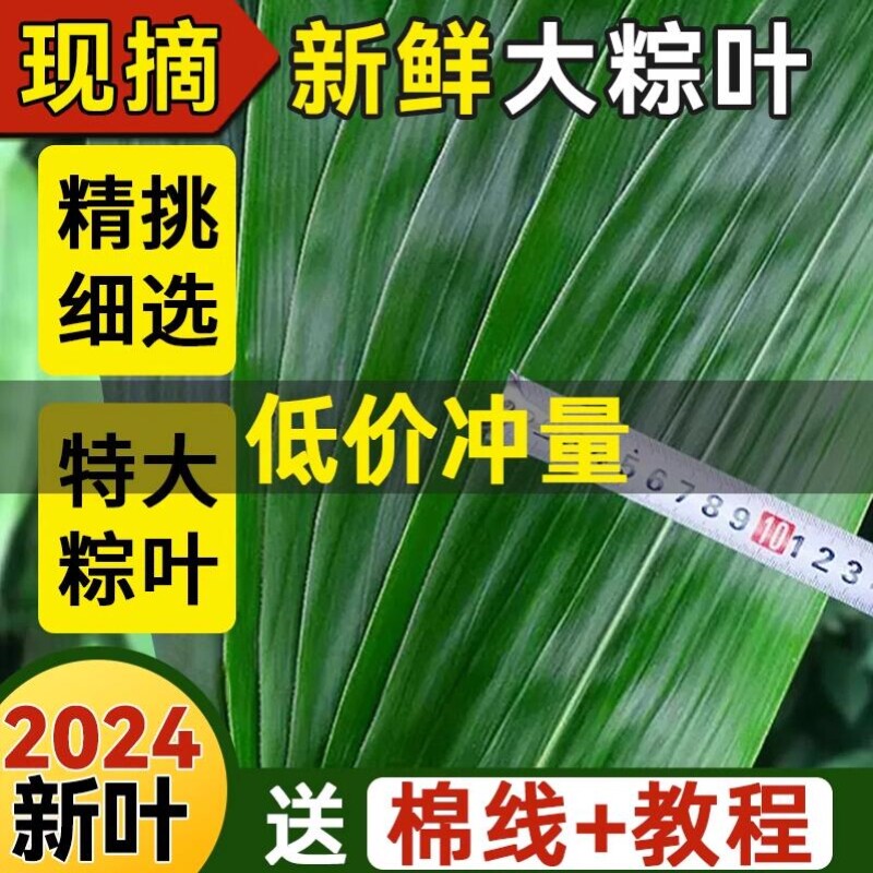 粽子专用叶粽叶新鲜粽子叶大号新叶包棕子的叶子端午节商家专用大