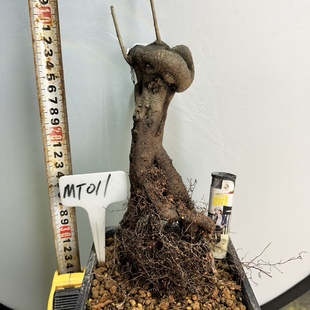 老鸦柿老桩熟桩坨坨桩