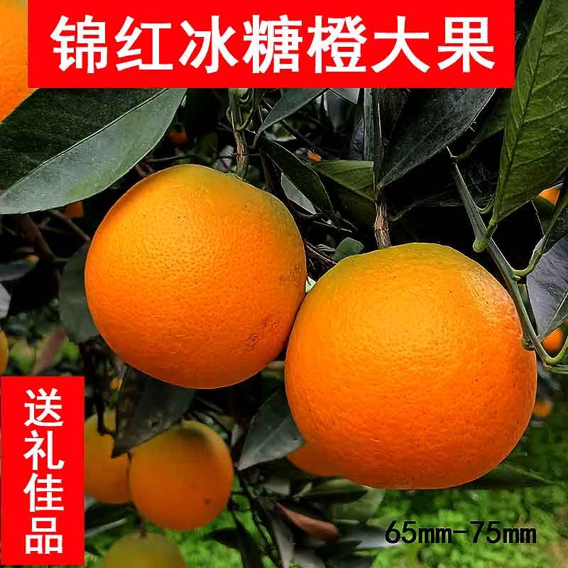 纯甜香甜湖南麻阳甜橙9斤包邮