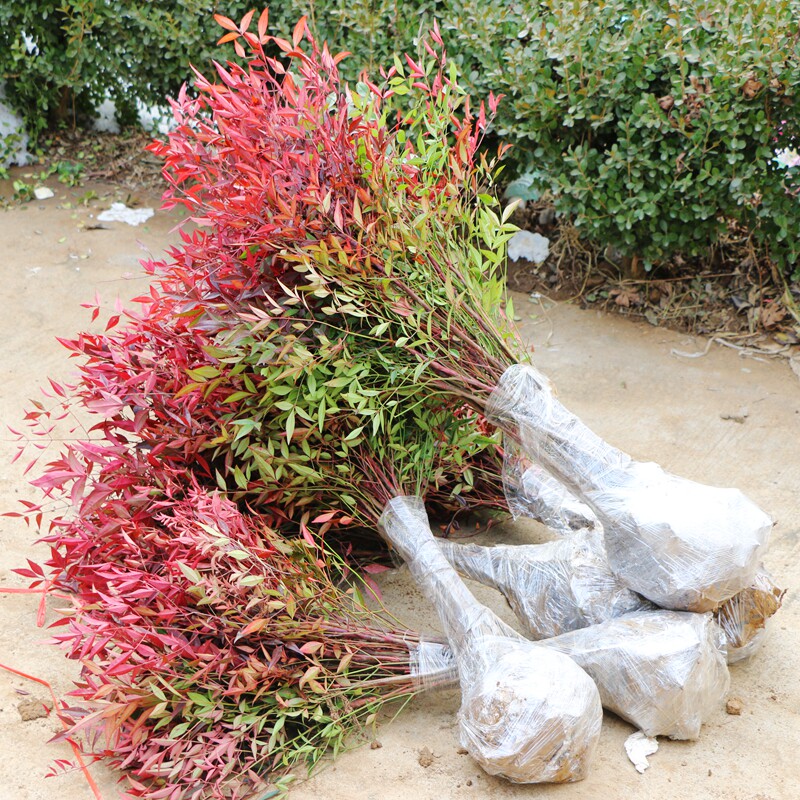 南天竹树苗红天竺盆栽红天竹苗火焰红叶植物观叶庭院耐寒绿化苗木