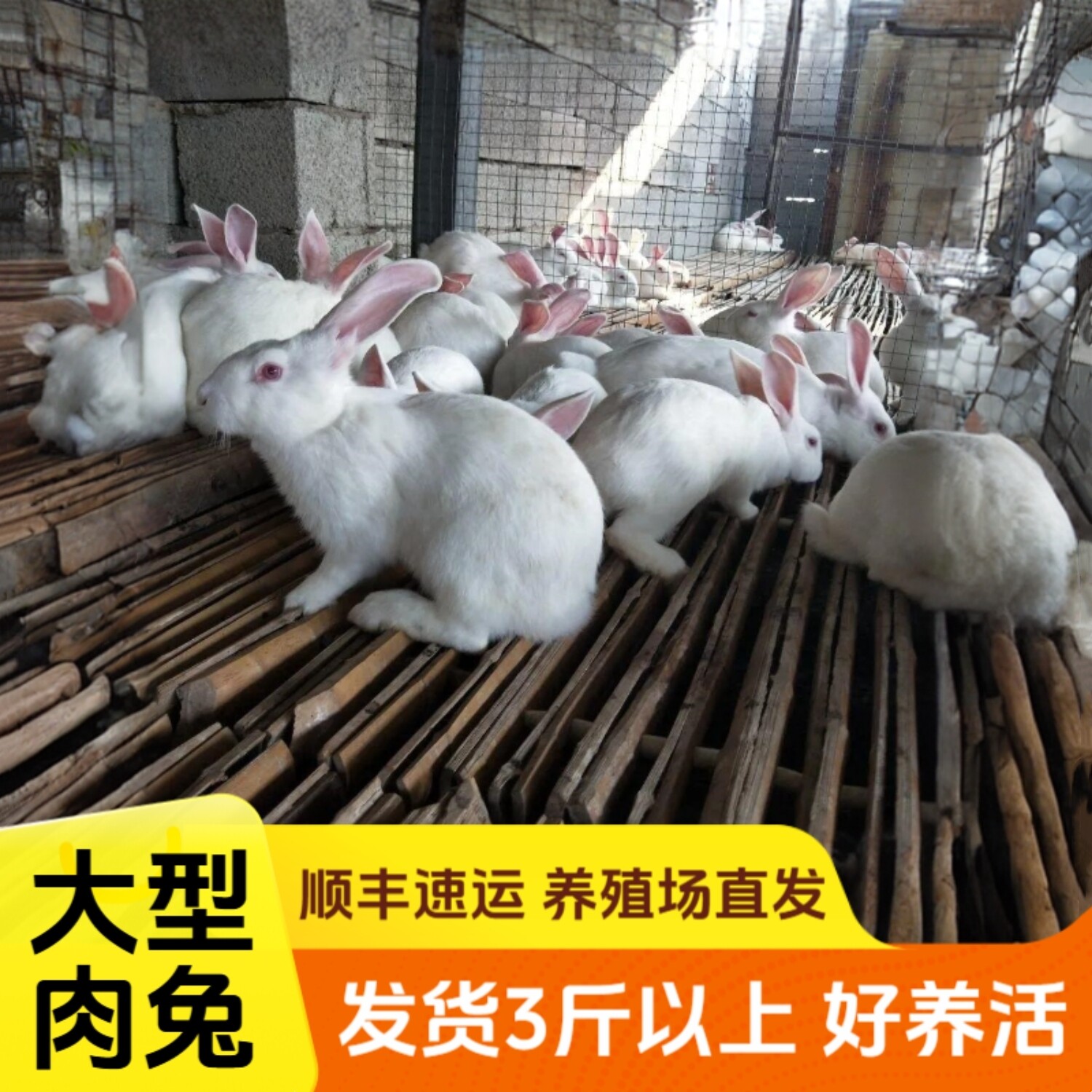 大型兔子活物新西兰白兔可食用繁兔