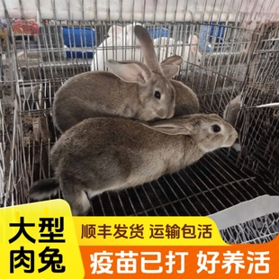 比利时兔子活物大型肉兔可散养繁殖食用兔子活苗公母一对家养种兔