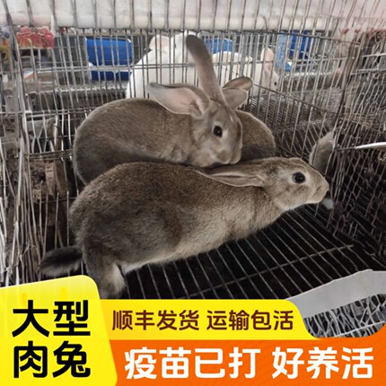 比利时兔子活物大型肉兔可散养繁殖食用兔子活苗公母一对家养种兔