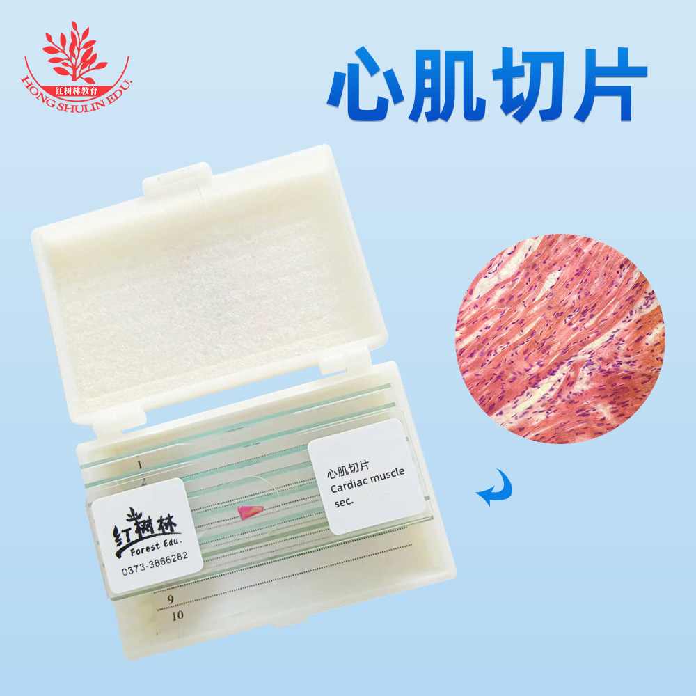 心肌切片生物玻片标本厂家直销教学同步观察玻片学生显微镜标本片