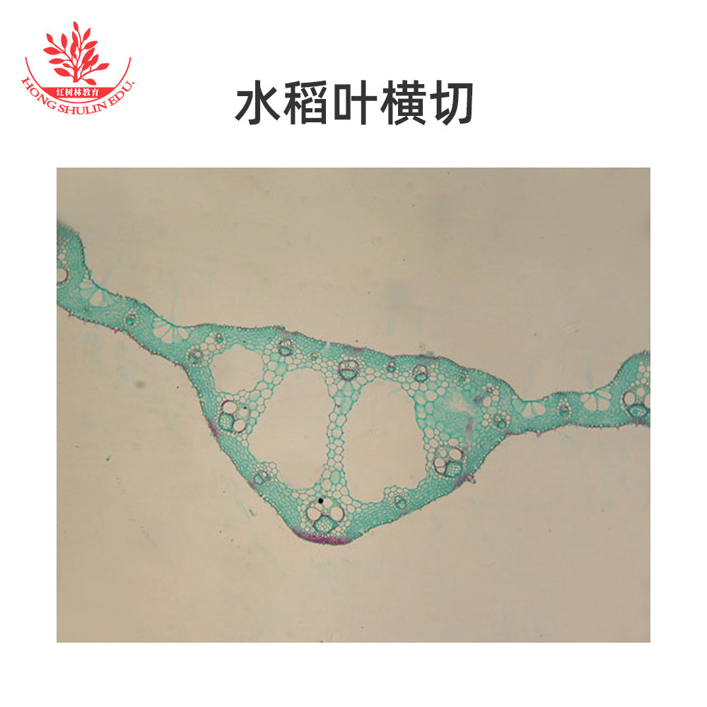 水稻叶横切显微玻片厂家直销生物教学用标本切片取材新鲜显像清晰