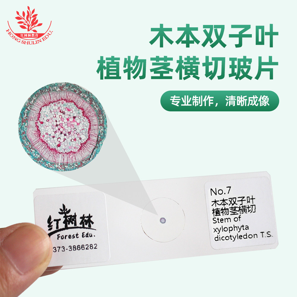 木本双子叶植物茎横切生物显微镜玻片中学生物观察玻片椴树茎横切
