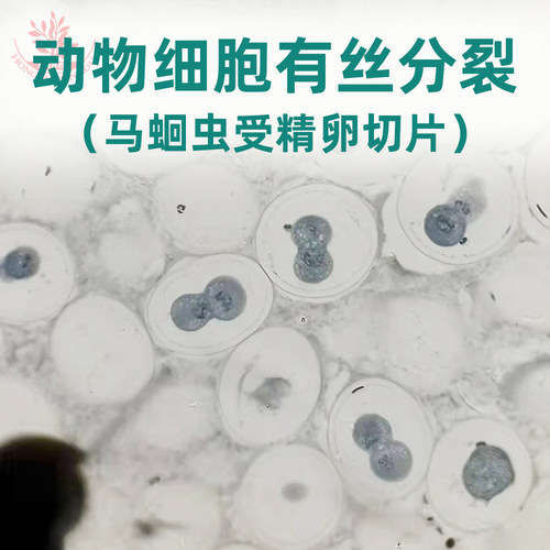动物细胞有丝分裂马蛔虫装片