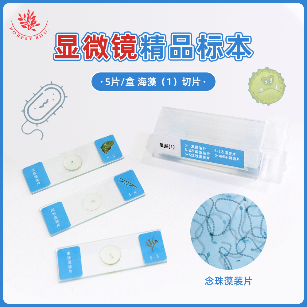 5种藻类显微玻片念珠藻刚毛藻串珠藻学生科学实验用显微镜配件