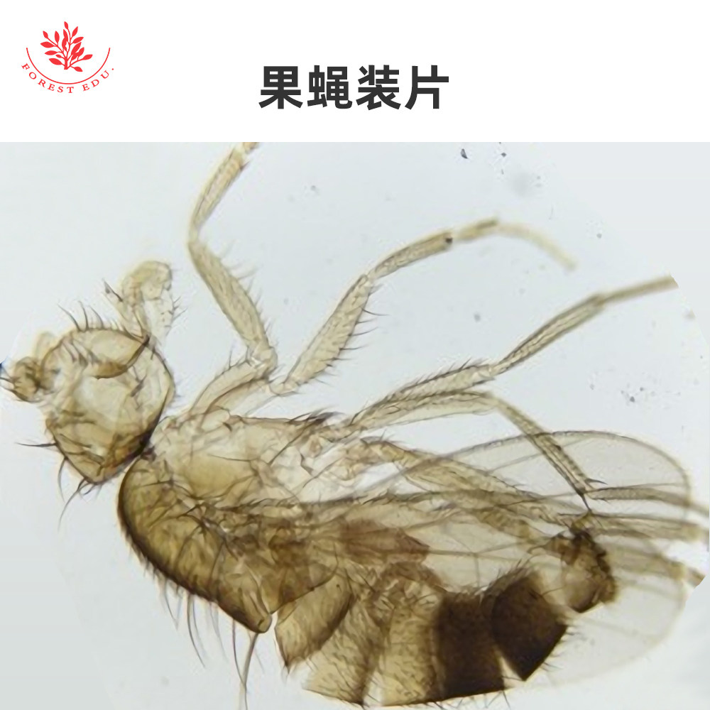 水蚤装片果蝇装片蚂蚁装片教学研究用显微玻片厂家直销清晰易观察
