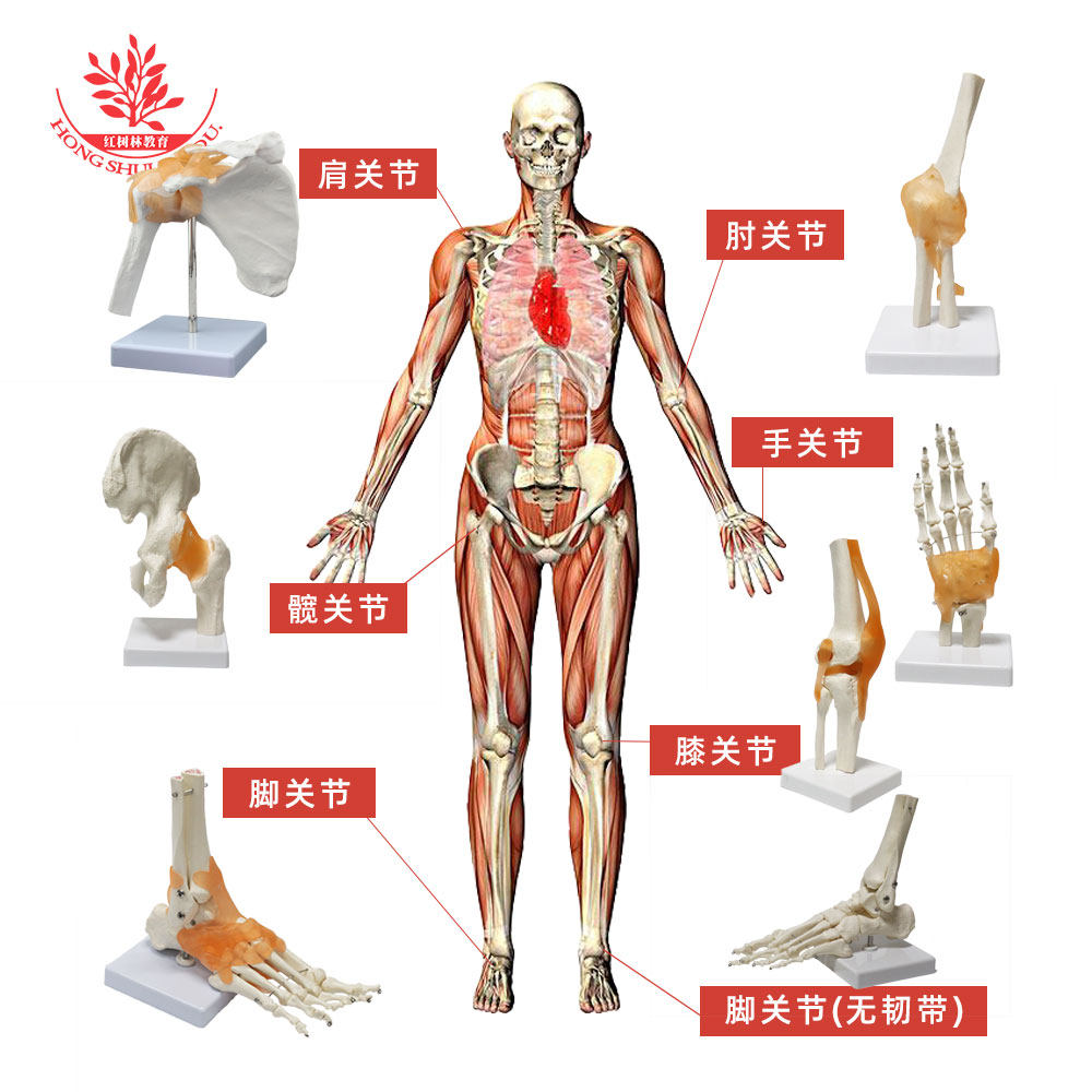 1:1自然大人体6大关节模型肩手肘胯膝脚功能型附韧带版仿真关节