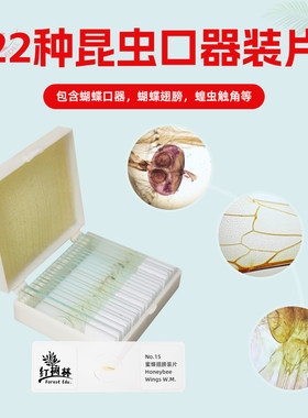 22片装昆虫口器取材新鲜观察