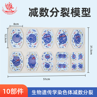 细胞减数分裂模型10部件生物学遗产学生物细胞高中生物教具器材