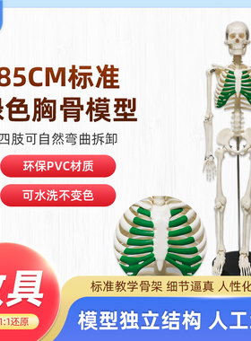 85cm带绿色胸骨人体骨骼模型手工串制做工细致医学仿真骨骼模型