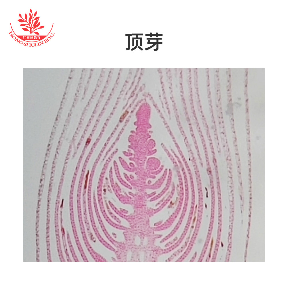 顶芽纵切单子叶植物茎横切双子叶植物茎横切百合花药切片花粉萌发