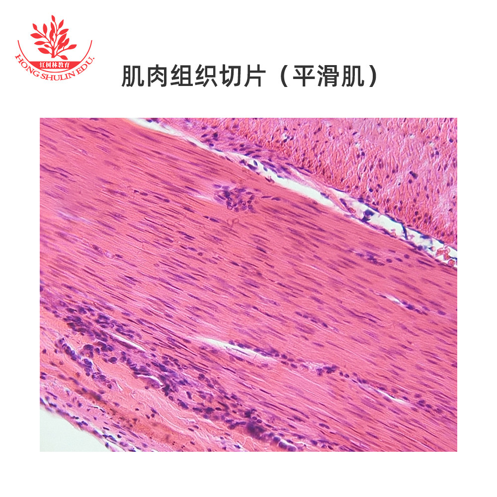 人体肌肉组织玻片平滑肌四种基本组织贴合中学生物教学讲解用观察