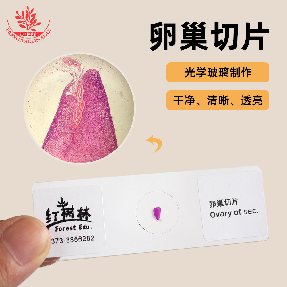 卵巢切片显微玻片标本高教标准医学院高教医学研究用组织生物切片