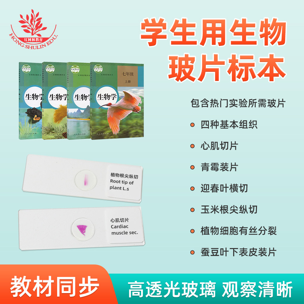玉米根尖纵切心肌切片中招生物操作考试初中生物教材同步观察玻片