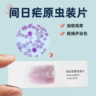 间日疟原虫涂血抹片高校标准医学研究用寄生虫类显微镜观察装片