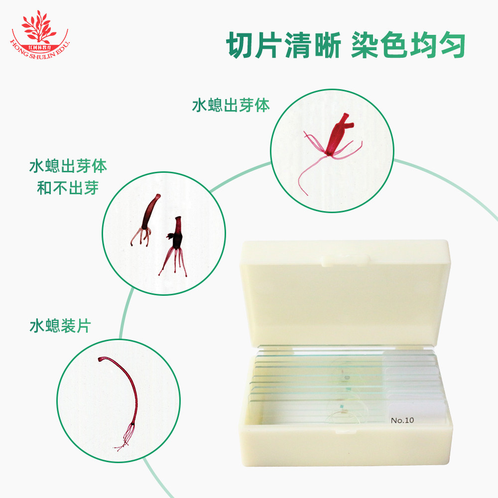 水螅装片水螅出芽体装片厂家直销染色均匀高教大学教学研究用玻片
