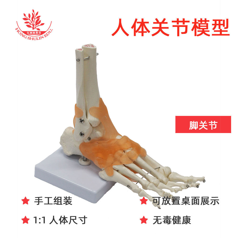 医用自然大人体脚关节模型医学院教学展示及医患交流用关节标本