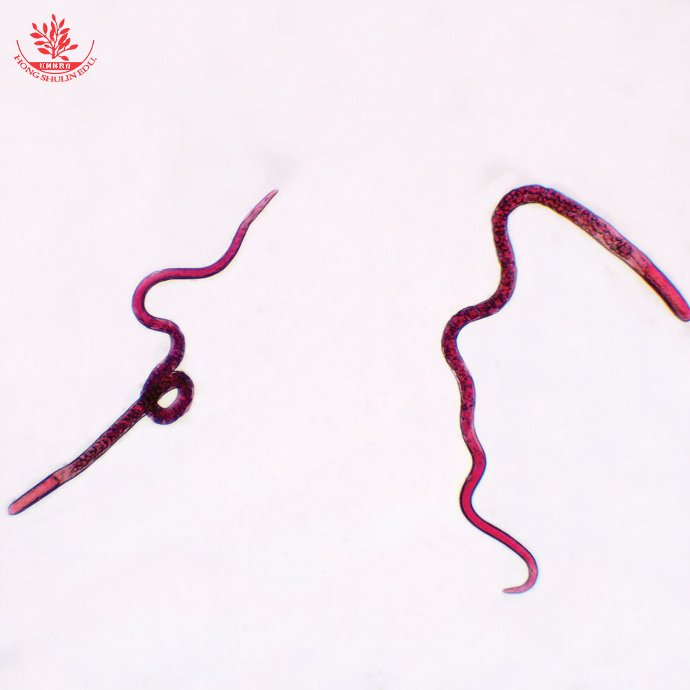 蛔虫卵装片鞭虫卵装片蛲虫卵装片旋毛虫包囊医学院教学研究用玻片