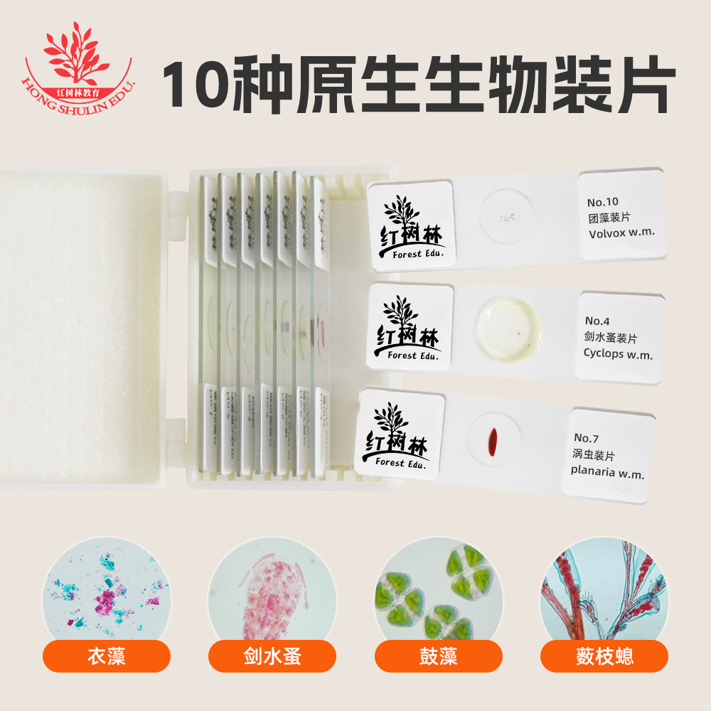 精选10种原生动物显微镜切片眼虫衣藻高教品质教学研究用显微玻片