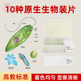 10种原生动物装片含变形虫眼虫钟虫轮虫团藻鼓藻显像清晰显微玻片