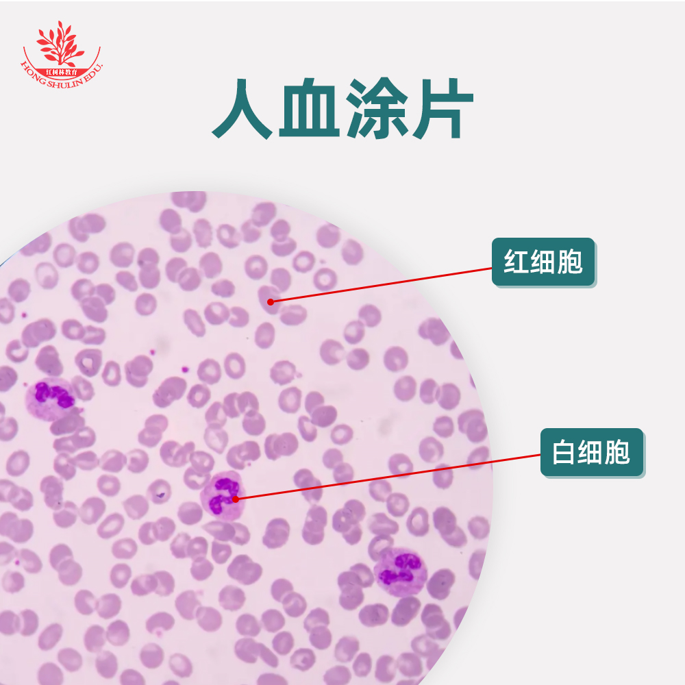 人血涂片生物显微镜标本切片红细胞白细胞显像清晰易观察显微玻片