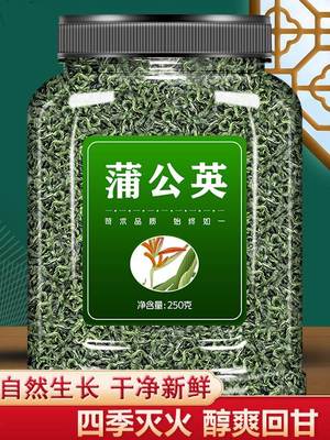 蒲公英散结茶官方正品旗