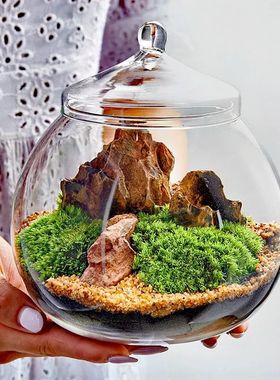 Micro Landscape Moss Bryophyte Ball Shape Glass Vase With Li