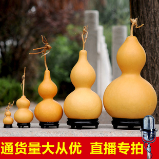 手捻葫芦种子小美国胖墩蚂蚁肚八宝苹果大葫芦盆栽种籽 直播专拍