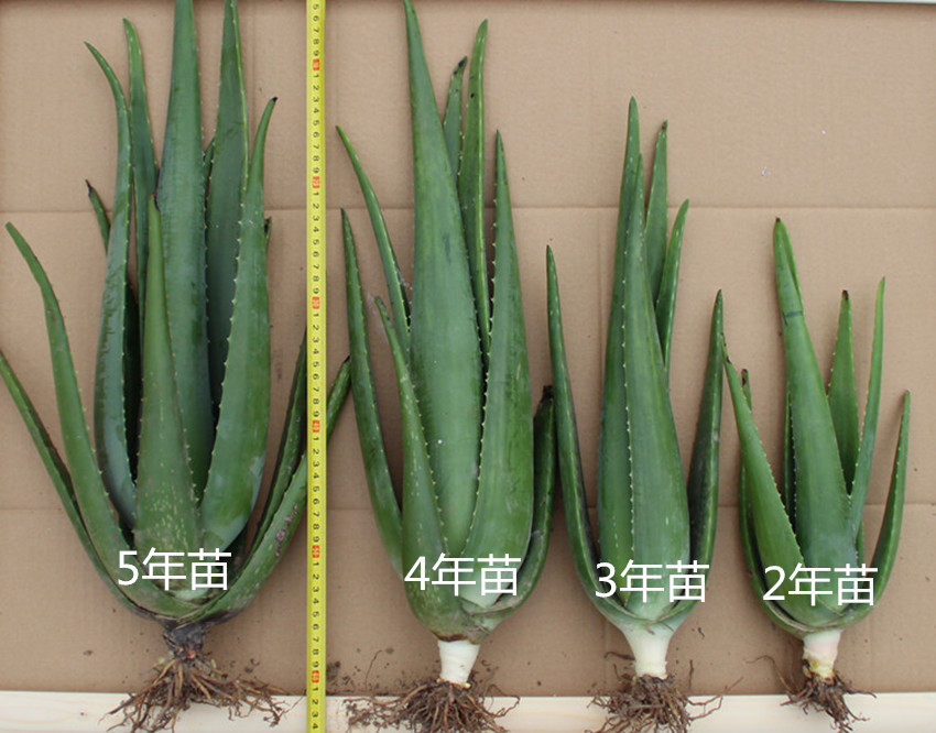 美国库拉索芦荟苗美容院补水灌肤专用绿植盆栽食用室内鲜芦荟植物
