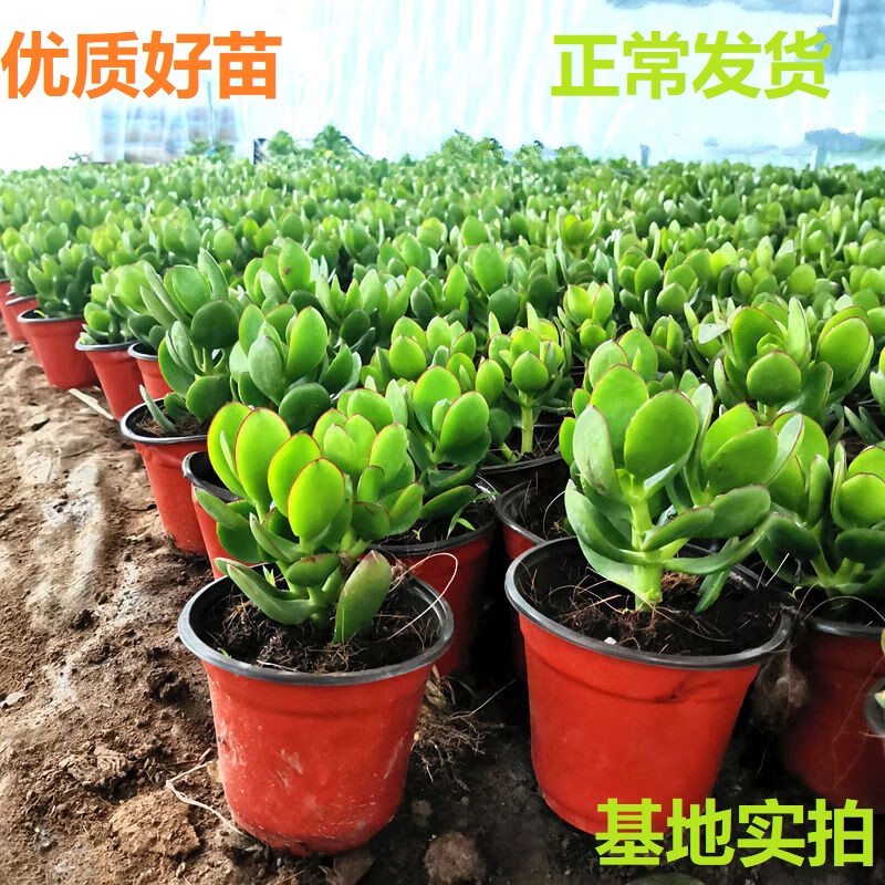 玉树老桩大株盆栽多肉植物室内四季好养绿植净化空气四季常绿盆栽