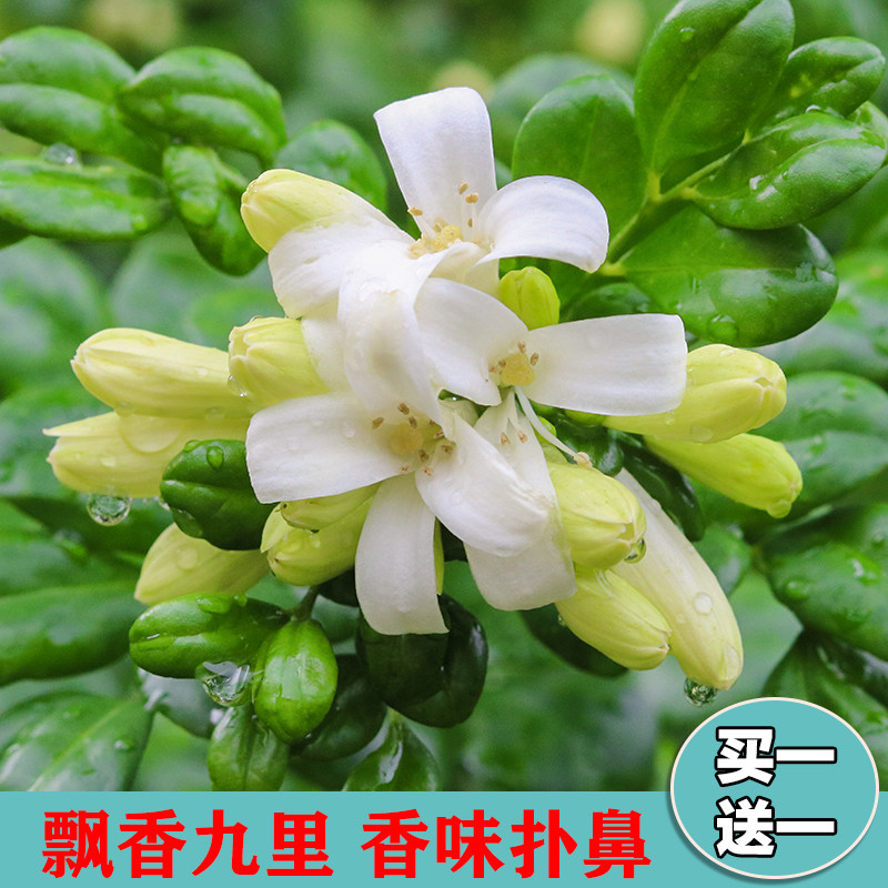 九里香花苗盆栽带花浓香型花卉室内四季浓香植物客厅净化空气盆景在类目 鲜花速递/花卉仿真/绿植园艺, 花卉/绿植盆栽（新）, 绿植中 - 来自Buy2taobao.com提供专业的淘宝代购服务