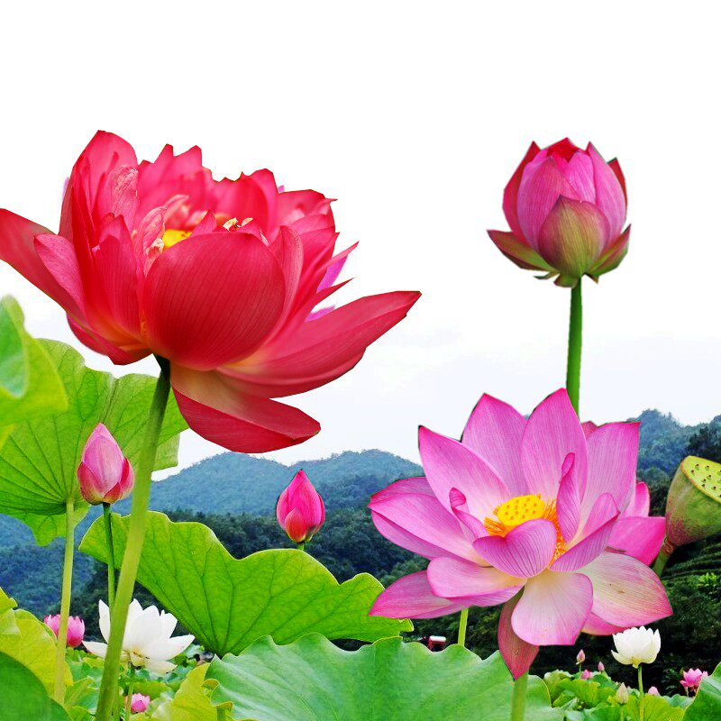 大型观赏荷花苗池塘盆栽莲花苗莲藕种根水养四季花卉碗莲根茎带芽