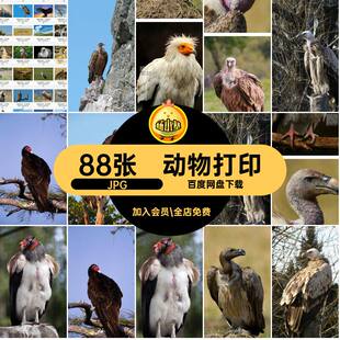 高清猛禽JPG秃鹫喷绘生物素材动物设计美工打印88张图片兀鹫