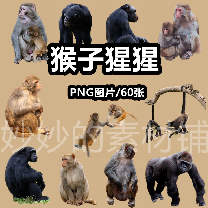 猴子猩猩实拍摄影png免抠图片动物猿类透明背景ps合成素材