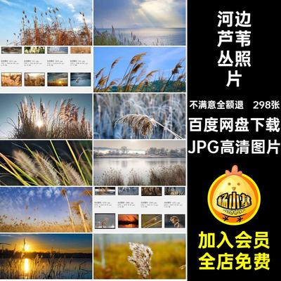 芦芛蒹葭飞絮照片JPG打印素材合成自然风景PS喷绘图片河边298张