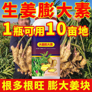 生姜专用膨大素大姜专用肥料叶面肥膨大剂种姜生根生长素齐又壮