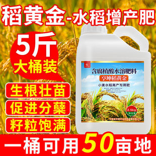稻黄金水稻专用叶面肥壮秧苗分蘖肥增产高产防病水溶肥非复合肥