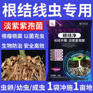 根结线虫专用药根线虫颗粒淡紫紫孢菌淡紫抑青霉根瘤菌剂根线清