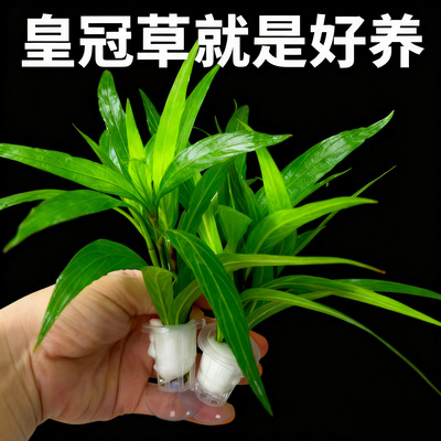 鱼缸迷你皇冠水草新手懒人造景九冠植物真草后景阴性增氧净化水质