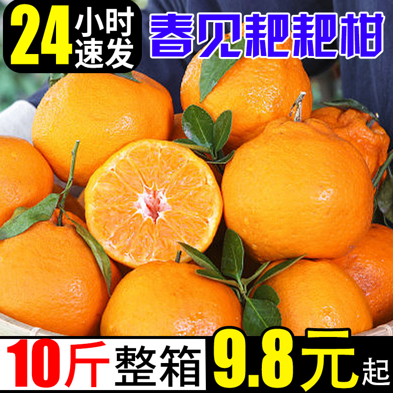 春见耙耙柑新鲜橘子10斤当季桔子应季水果时令蜜橘整箱粑粑柑橘