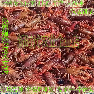 小龙虾苗青苗种虾养殖苗虾幼苗淡水虾种苗繁殖培育青虾苗送水草