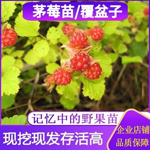 茅莓苗覆盆子树苗中药材红树莓苗野草莓悬钩子苗盆栽地栽果树苗